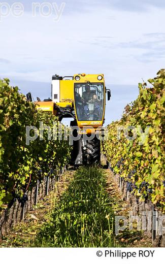 VENDANGE A LA MACHINE  DANS LE  VIGNOBLE  AOC  MONTAGNE SAINT-EMILION, MONTAGNE, GIRONDE,AQUITAINE,  FRANCE. (33V39922.jpg)