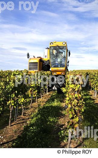 VENDANGE A LA MACHINE  DANS LE  VIGNOBLE  AOC  MONTAGNE SAINT-EMILION, MONTAGNE, GIRONDE,AQUITAINE,  FRANCE. (33V39923.jpg)