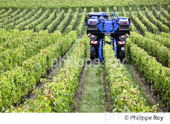 VENDANGE A LA MACHINE  DANS LE  VIGNOBLE  AOC  MONTAGNE SAINT-EMILION, MONTAGNE, GIRONDE,AQUITAINE,  FRANCE. (33V39928.jpg)