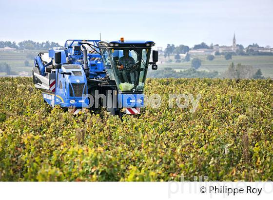 VENDANGE A LA MACHINE  DANS LE  VIGNOBLE  AOC  MONTAGNE SAINT-EMILION, MONTAGNE, GIRONDE,AQUITAINE,  FRANCE. (33V39929.jpg)