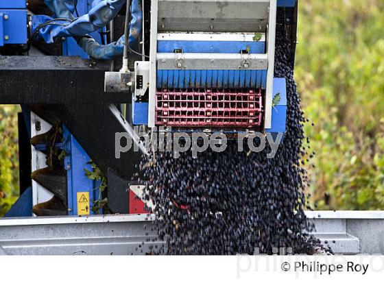 VENDANGE A LA MACHINE  DANS LE  VIGNOBLE  AOC  MONTAGNE SAINT-EMILION, MONTAGNE, GIRONDE,AQUITAINE,  FRANCE. (33V39931.jpg)