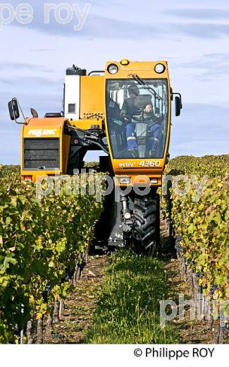 VENDANGE A LA MACHINE  DANS LE  VIGNOBLE  AOC  MONTAGNE SAINT-EMILION, MONTAGNE, GIRONDE,AQUITAINE,  FRANCE. (33V39934.jpg)