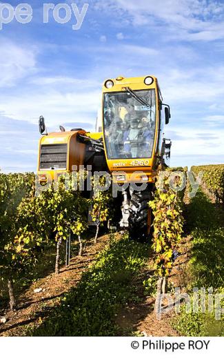 VENDANGE A LA MACHINE  DANS LE  VIGNOBLE  AOC  MONTAGNE SAINT-EMILION, MONTAGNE, GIRONDE,AQUITAINE,  FRANCE. (33V39935.jpg)