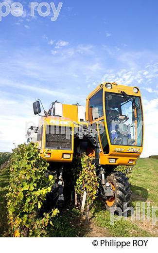 VENDANGE A LA MACHINE  DANS LE  VIGNOBLE  AOC  MONTAGNE SAINT-EMILION, MONTAGNE, GIRONDE,AQUITAINE,  FRANCE. (33V39937.jpg)