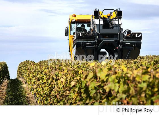 VENDANGE A LA MACHINE  DANS LE  VIGNOBLE  AOC  MONTAGNE SAINT-EMILION, MONTAGNE, GIRONDE,AQUITAINE,  FRANCE. (33V40001.jpg)