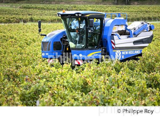 VENDANGE A LA MACHINE  DANS LE  VIGNOBLE  AOC  MONTAGNE SAINT-EMILION, MONTAGNE, GIRONDE,AQUITAINE,  FRANCE. (33V40008.jpg)