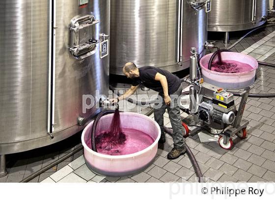 VINIFICATION DE LA VENDANGE  ET CUVIER EN INOX,   AOC  MONTAGNE SAINT-EMILION, MONTAGNE, GIRONDE,AQUITAINE,  FRANCE. (33V40219.jpg)