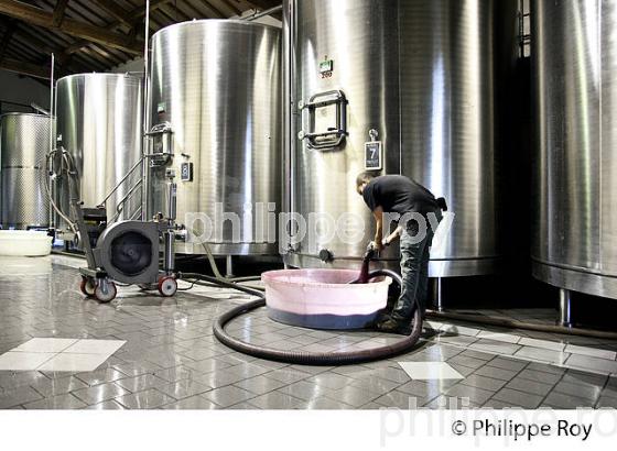 VINIFICATION DE LA VENDANGE  ET CUVIER EN INOX,   AOC  MONTAGNE SAINT-EMILION, MONTAGNE, GIRONDE,AQUITAINE,  FRANCE. (33V40221.jpg)