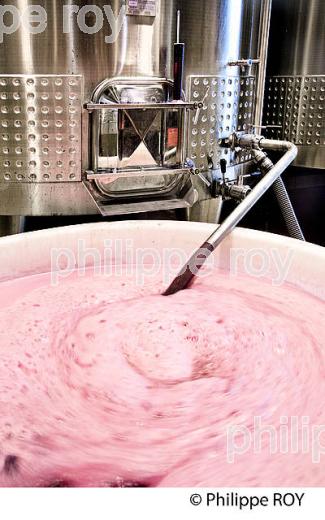 VINIFICATION DE LA VENDANGE ROUGE  EN BORDELAIS,  AOC  MONTAGNE SAINT-EMILION, MONTAGNE, GIRONDE,AQUITAINE,  FRANCE. (33V40227.jpg)