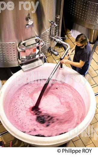 VINIFICATION DE LA VENDANGE ROUGE  EN BORDELAIS,  AOC  MONTAGNE SAINT-EMILION, MONTAGNE, GIRONDE,AQUITAINE,  FRANCE. (33V40229.jpg)