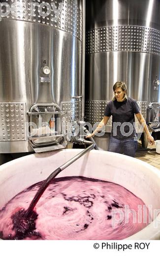 VINIFICATION DE LA VENDANGE ROUGE  EN BORDELAIS,  AOC  MONTAGNE SAINT-EMILION, MONTAGNE, GIRONDE,AQUITAINE,  FRANCE. (33V40231.jpg)