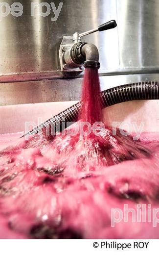 VINIFICATION DE LA VENDANGE  ET CUVIER EN INOX,   AOC  MONTAGNE SAINT-EMILION, MONTAGNE, GIRONDE,AQUITAINE,  FRANCE. (33V40234.jpg)