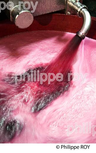 VINIFICATION DE LA VENDANGE ROUGE  EN BORDELAIS,  AOC  MONTAGNE SAINT-EMILION, MONTAGNE, GIRONDE,AQUITAINE,  FRANCE. (33V40235.jpg)