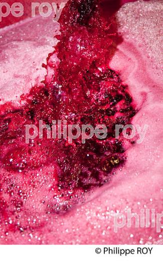 VINIFICATION DE LA VENDANGE ROUGE  EN BORDELAIS,  AOC  MONTAGNE SAINT-EMILION, MONTAGNE, GIRONDE,AQUITAINE,  FRANCE. (33V40302.jpg)