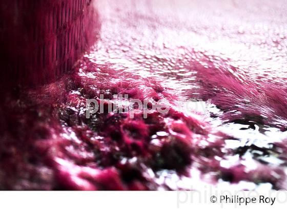 VINIFICATION DE LA VENDANGE ROUGE  EN BORDELAIS,  AOC  MONTAGNE SAINT-EMILION, MONTAGNE, GIRONDE,AQUITAINE,  FRANCE. (33V40304.jpg)