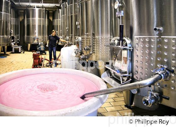 VINIFICATION DE LA VENDANGE ROUGE  EN BORDELAIS,  AOC  MONTAGNE SAINT-EMILION, MONTAGNE, GIRONDE,AQUITAINE,  FRANCE. (33V40306.jpg)