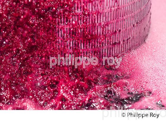 VINIFICATION DE LA VENDANGE ROUGE  EN BORDELAIS,  AOC  MONTAGNE SAINT-EMILION, MONTAGNE, GIRONDE,AQUITAINE,  FRANCE. (33V40314.jpg)