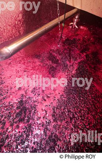 VINIFICATION DE LA VENDANGE ROUGE  EN BORDELAIS,  AOC  MONTAGNE SAINT-EMILION, MONTAGNE, GIRONDE,AQUITAINE,  FRANCE. (33V40333.jpg)