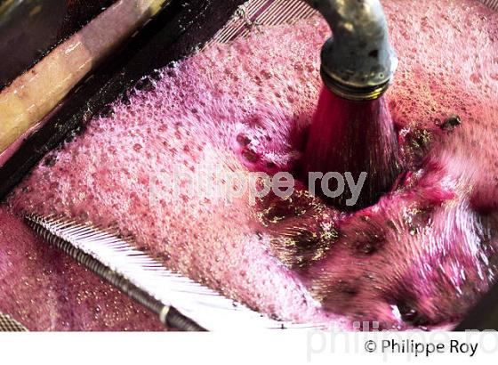 VINIFICATION, REMONTAGE D' UNE CUVE EN FERMENTATION,  AOC  MONTAGNE SAINT EMILION, GIRONDE, AQUITAINE. (33V40338.jpg)