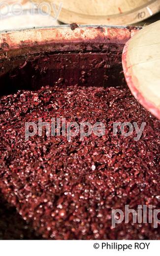 VINIFICATION DE LA VENDANGE ROUGE  EN BORDELAIS,  AOC  MONTAGNE SAINT-EMILION, MONTAGNE, GIRONDE,AQUITAINE,  FRANCE. (33V40405.jpg)