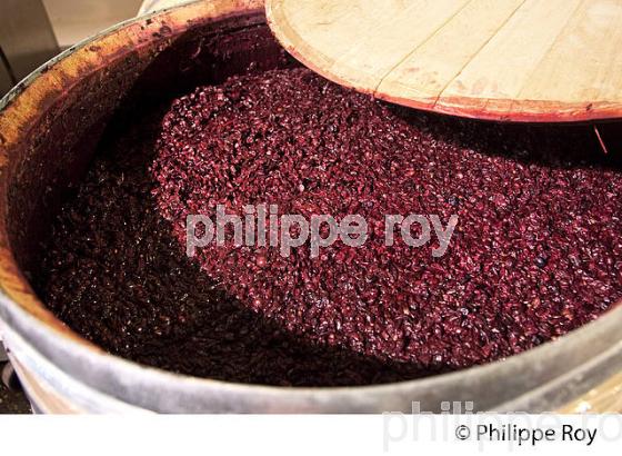 VINIFICATION DE LA VENDANGE ROUGE  EN BORDELAIS,  AOC  MONTAGNE SAINT-EMILION, MONTAGNE, GIRONDE,AQUITAINE,  FRANCE. (33V40406.jpg)
