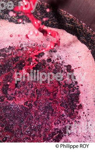 VINIFICATION DE LA VENDANGE ROUGE  EN BORDELAIS,  AOC  MONTAGNE SAINT-EMILION, MONTAGNE, GIRONDE,AQUITAINE,  FRANCE. (33V40422.jpg)