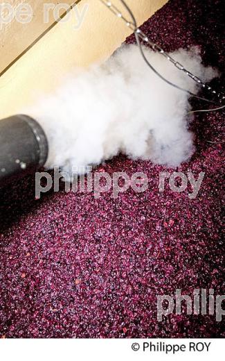 VINIFICATION DE LA VENDANGE ROUGE  EN BORDELAIS,  AOC  MONTAGNE SAINT-EMILION, MONTAGNE, GIRONDE,AQUITAINE,  FRANCE. (33V40423.jpg)