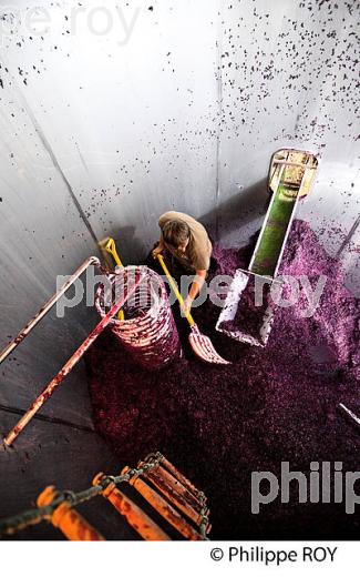 VINIFICATION, DECUVAGE ET ECOULAGE D' UNE CUVE,   AOC  MONTAGNE SAINT EMILION, GIRONDE, AQUITAINE. (33V40430.jpg)