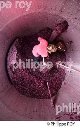 VINIFICATION, ECOULAGE D' UNE CUVE,   AOC  MONTAGNE SAINT EMILION, GIRONDE, AQUITAINE. (33V40431.jpg)