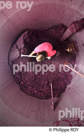 VINIFICATION, ECOULAGE D' UNE CUVE,   AOC  MONTAGNE SAINT EMILION, GIRONDE, AQUITAINE. (33V40432.jpg)