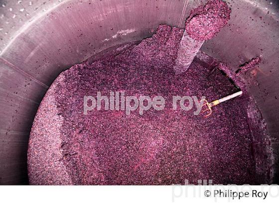VINIFICATION, ECOULAGE D' UNE CUVE,   AOC  MONTAGNE SAINT EMILION, GIRONDE, AQUITAINE. (33V40434.jpg)