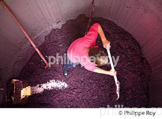 VINIFICATION, ECOULAGE D' UNE CUVE,   AOC  MONTAGNE SAINT EMILION, GIRONDE, AQUITAINE. (33V40435.jpg)