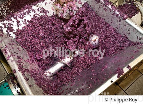 VINIFICATION, DECUVAGE ET ECOULAGE D' UNE CUVE,   AOC  MONTAGNE SAINT EMILION, GIRONDE, AQUITAINE. (33V40440.jpg)