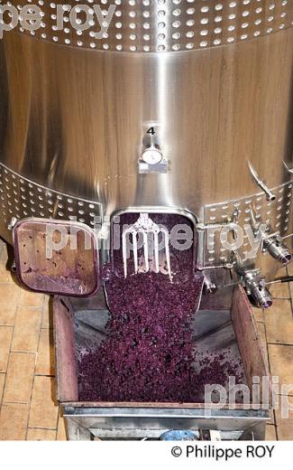 VINIFICATION, ECOULAGE D' UNE CUVE,   AOC  MONTAGNE SAINT EMILION, GIRONDE, AQUITAINE. (33V40505.jpg)