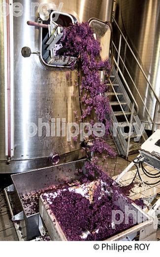 VINIFICATION, DECUVAGE ET ECOULAGE D' UNE CUVE,   AOC  MONTAGNE SAINT EMILION, GIRONDE, AQUITAINE. (33V40506.jpg)