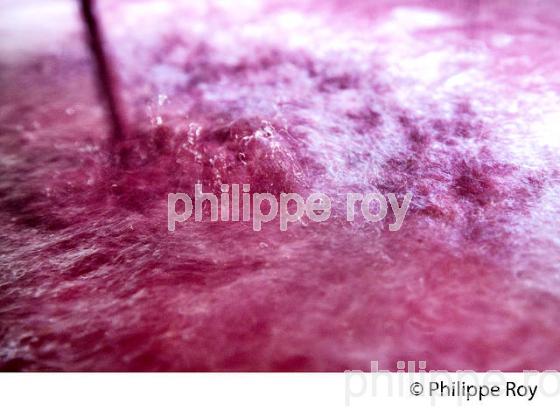 VINIFICATION, PRESSOIR PNEUMATIQUE,  ECOULAGE D' UNE CUVE,   AOC  MONTAGNE SAINT EMILION, GIRONDE, AQUITAINE. (33V40535.jpg)