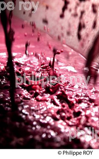 VINIFICATION, PRESSOIR PNEUMATIQUE,  ECOULAGE D' UNE CUVE,   AOC  MONTAGNE SAINT EMILION, GIRONDE, AQUITAINE. (33V40602.jpg)