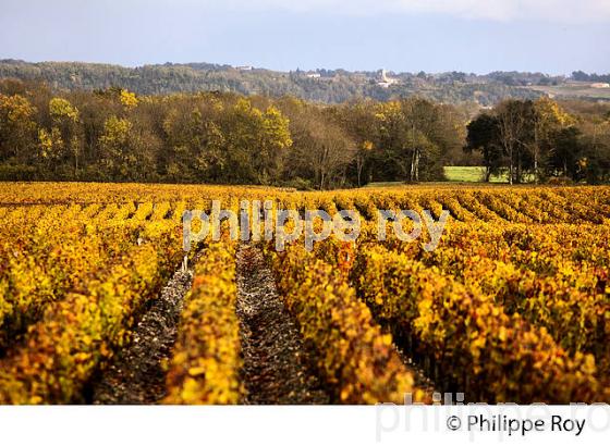 VIGNOBLE ET EGLISE DE  MARGAUX, MEDOC, GIRONDE, AQUITAINE. (33V40921.jpg)