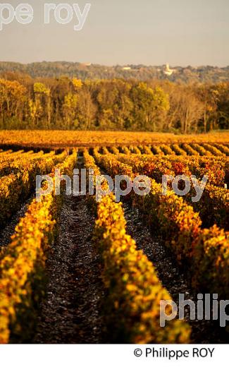 VIGNOBLE ET EGLISE DE  MARGAUX, MEDOC, GIRONDE, AQUITAINE. (33V40926.jpg)