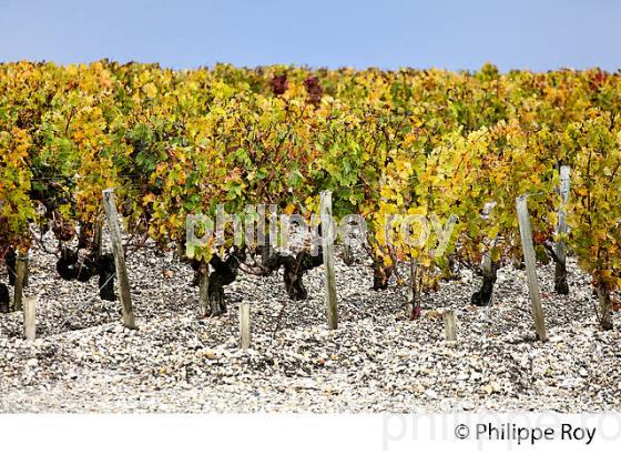 VIGNOBLE ET EGLISE DE  MARGAUX, MEDOC, GIRONDE, AQUITAINE. (33V40932.jpg)