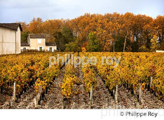 VIGNOBLE ET EGLISE DE  MARGAUX, MEDOC, GIRONDE, AQUITAINE. (33V40933.jpg)