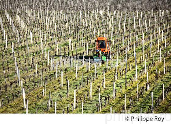 BROYAGE DES SARMENTS  EN HIVER, VIGNOBLE DE   SAINT EMILION, GIRONDE. (33V41123.jpg)