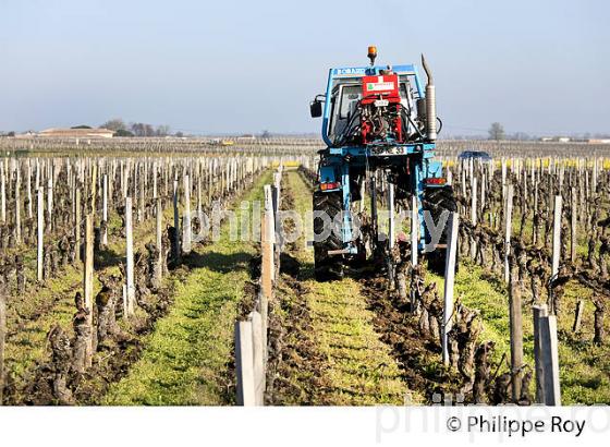 TRAVAIL DE SOL , EN HIVER, TRACTEUR ENJAMBEUR,   SAINT EMILION, GIRONDE. (33V41124.jpg)