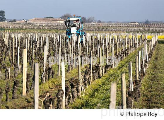 TRAVAIL DE SOL , EN HIVER, TRACTEUR ENJAMBEUR,   SAINT EMILION, GIRONDE. (33V41126.jpg)