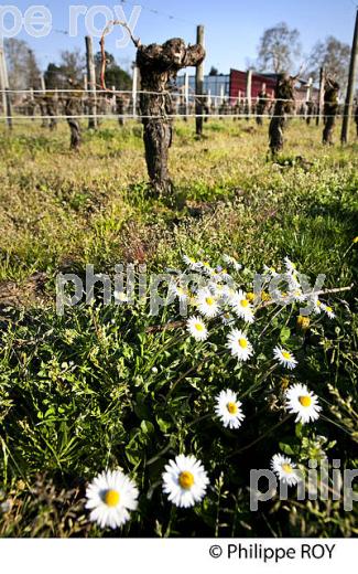 VIGNE TAILLEE  A LA FIN DE L'HIVER ET ENHERBEMENT,    SAINT EMILION, GIRONDE. (33V41129.jpg)
