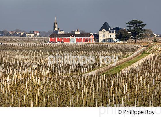 CHATEAU L' EVANGILE ET VIGNOBLE DE POMEROL EN HIVER, GIRONDE. (33V41133.jpg)
