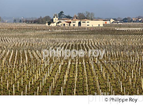 CHATEAU L' EVANGILE ET VIGNOBLE DE POMEROL EN HIVER, GIRONDE. (33V41134.jpg)