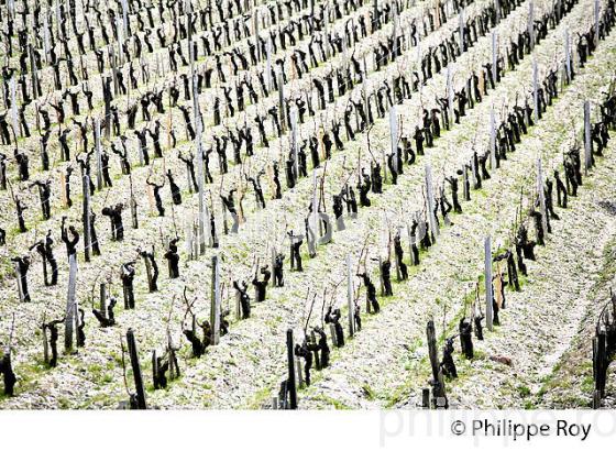 VIGNOBLE DU MEDOC EN HIVER, CEPAGE CABERNET, SOL DE GRAVES, PAUILLAC, GIRONDE. (33V41311.jpg)