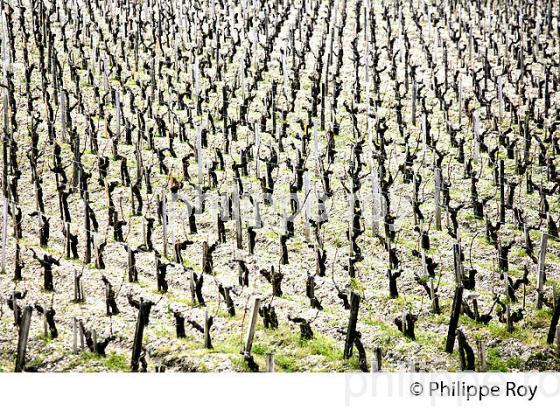 VIGNOBLE DU MEDOC EN HIVER, CEPAGE CABERNET, SOL DE GRAVES, PAUILLAC, GIRONDE. (33V41312.jpg)