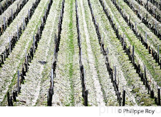 VIGNOBLE DU MEDOC EN HIVER, CEPAGE CABERNET, SOL DE GRAVES, PAUILLAC, GIRONDE. (33V41315.jpg)